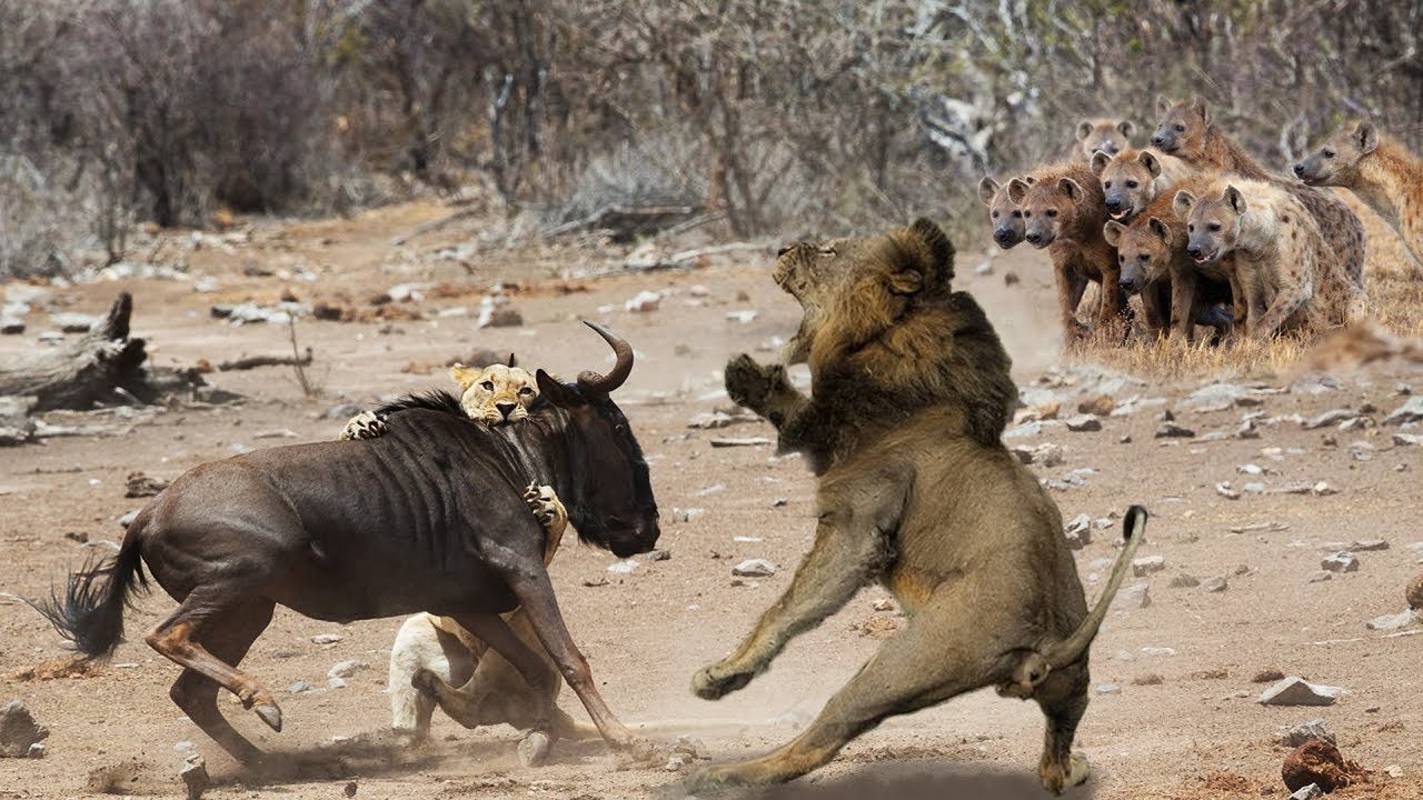 Lion vs Hyena Fight! Hyena Lion Attack Survival Battle ! | Best Moment Animals Fight Powerful Lion