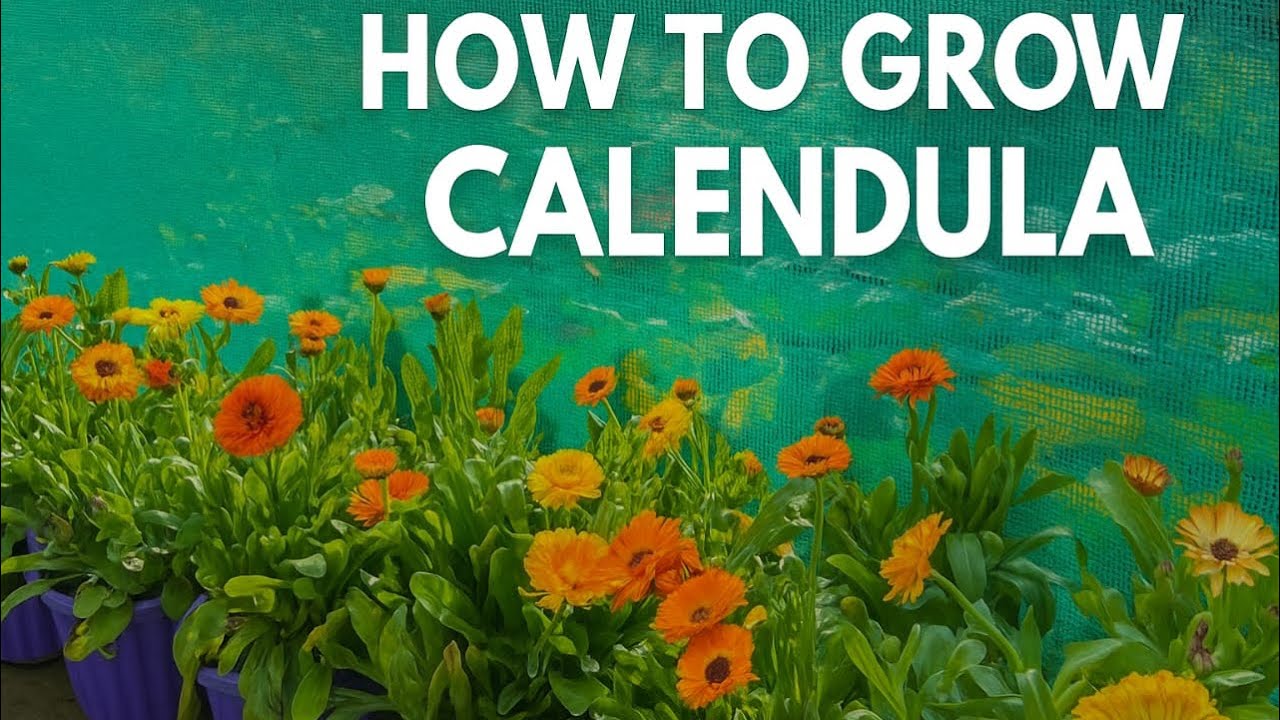 How to Grow Calendula at Home | Easy Gardening Tips for Beginners 🌼