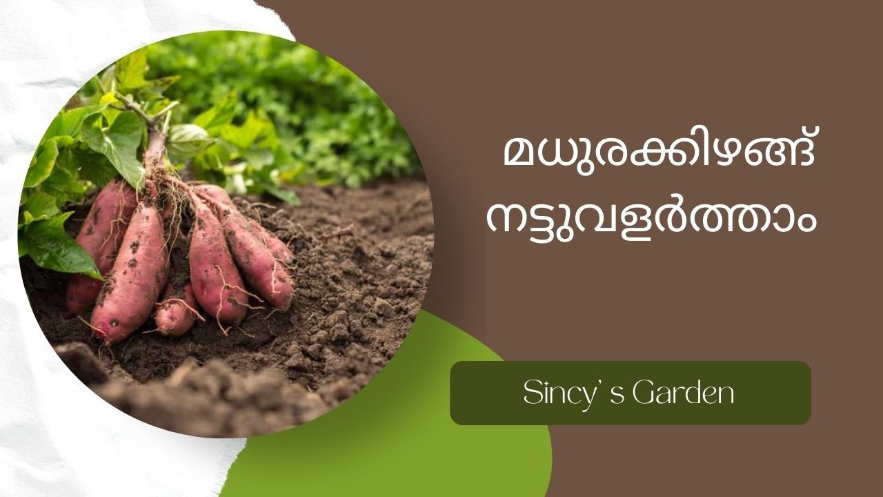 Growing Sweet Potatoes in New Zealand Climate || What Really Works| മധുരക്കിഴങ്ങ് നട്ടുവളർത്താം