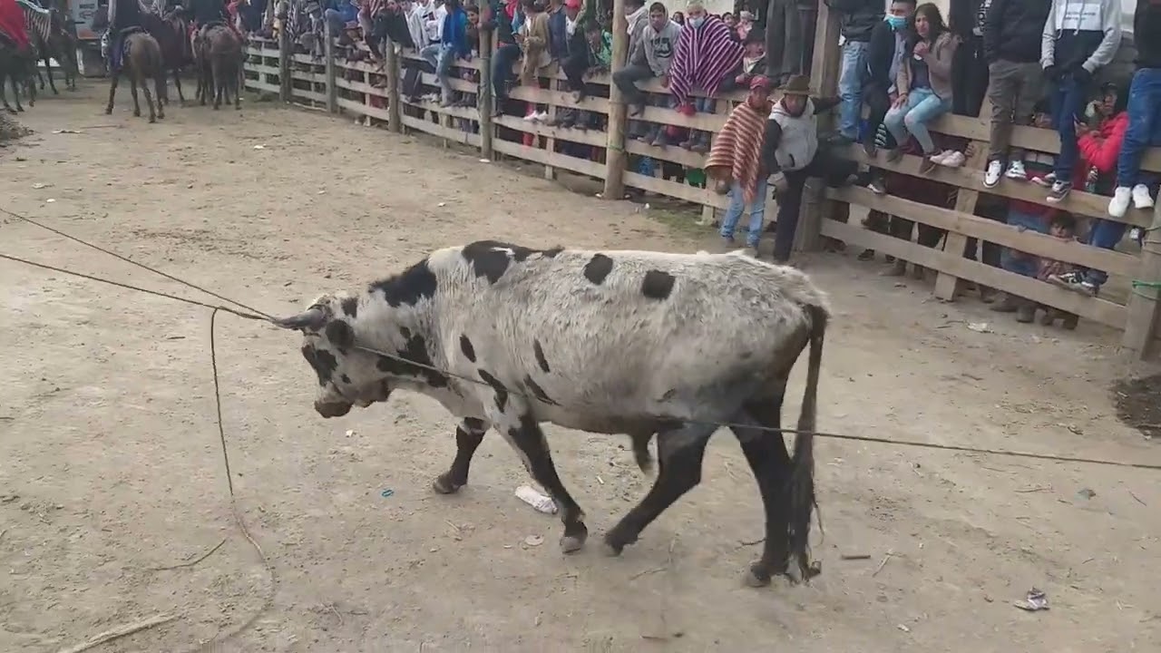 FIESTAS 🐴DE SANPEDRO🐃 Y SANPABLO🐃  ANGAMARCA🐂 COTOPAXI 🐕2022 PARTE ( 3 )