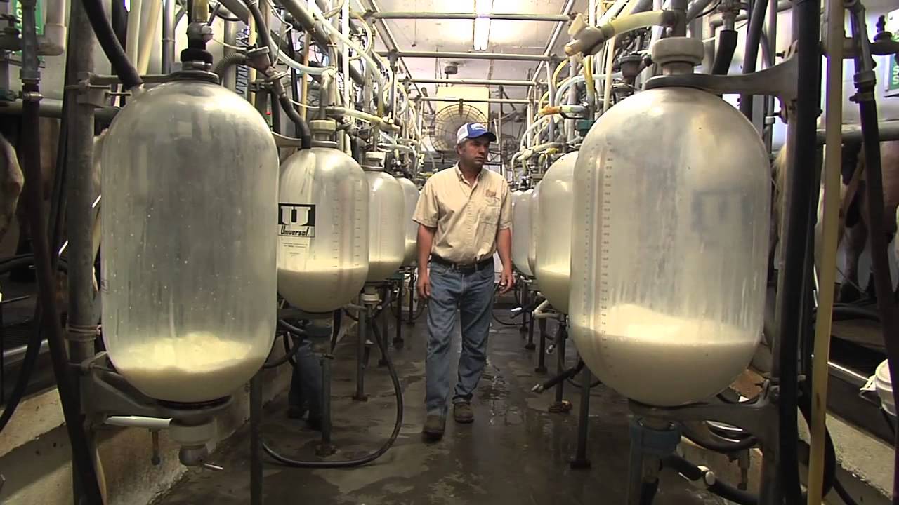 Dairy Producers Celebrated During June Dairy Month