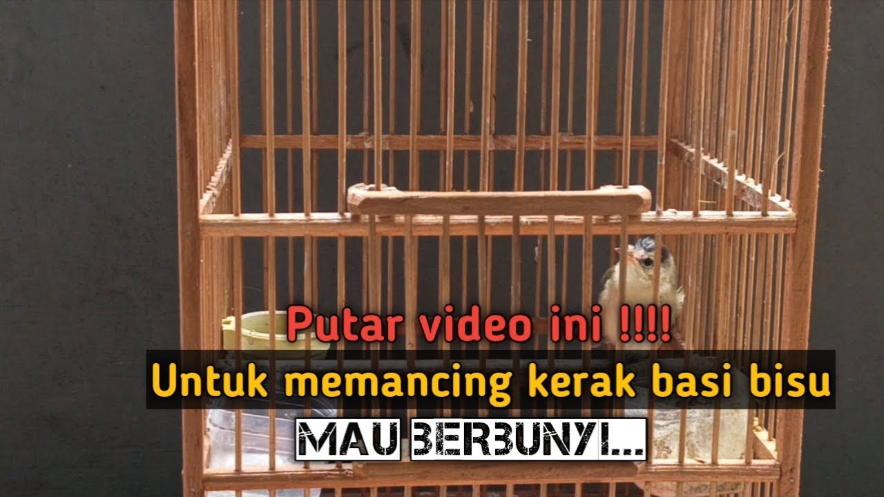 Pancingan kerak basi alis hitam biar mau berbunyi