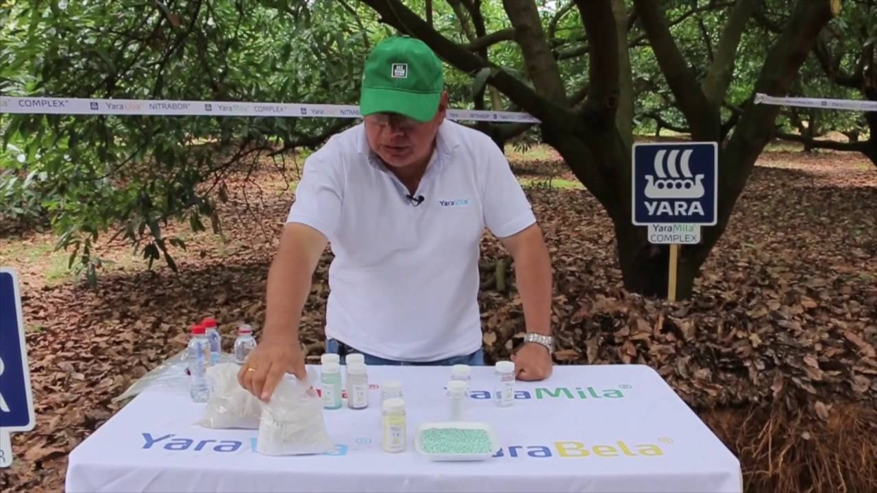 Nutrición Balanceada desde la Raíz - Nutrición Yara Aguacate