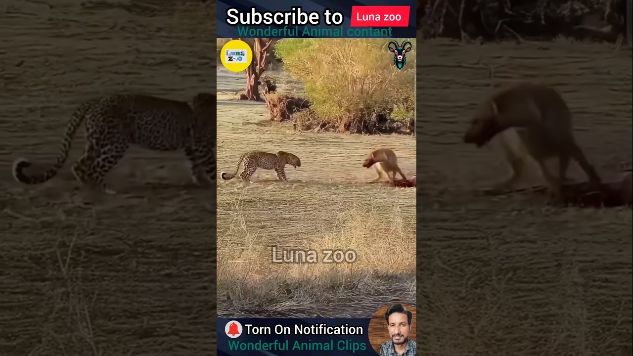 1 Wonderful Animal Clips you e 🐆LUNA  