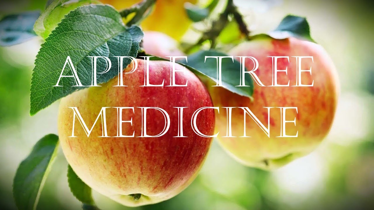 Around the Grove, Medicine ~ Apple ~ 2023