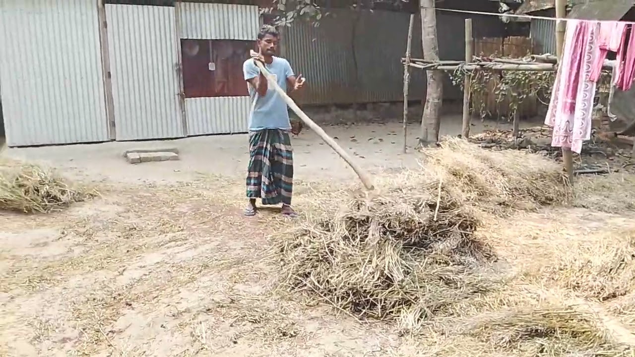 কি ভাবে শরিষা গাছ থেকে শরিষা বের করা হয় এই ভিডিওতে সেটাই দেখতে পারবেন আশা করি ভিডিওটি সবাই দেখবেন❤️❤