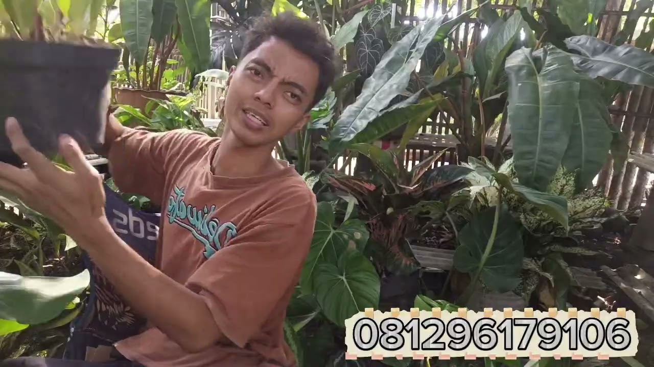 PROMO BUBGA HIAS MURAH BISA COD