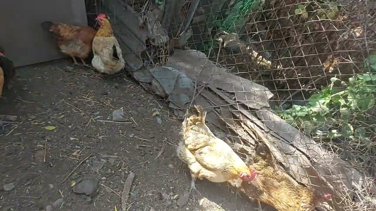 тауыктар