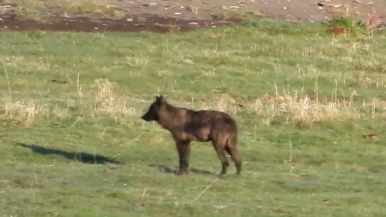 Grey Wolves and Bison in Yellowstone's Lamar Valley