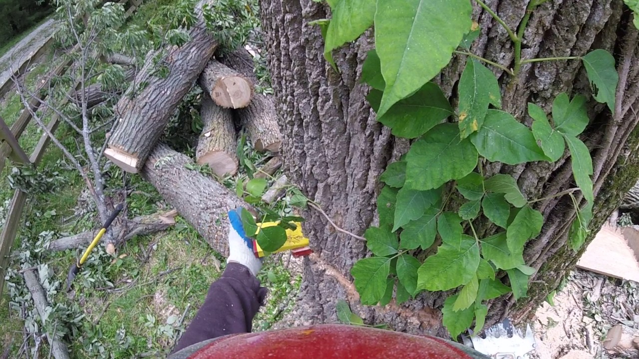 Pulling over a large heavy back leaning ash log with a wyeth scott amsteel power puller