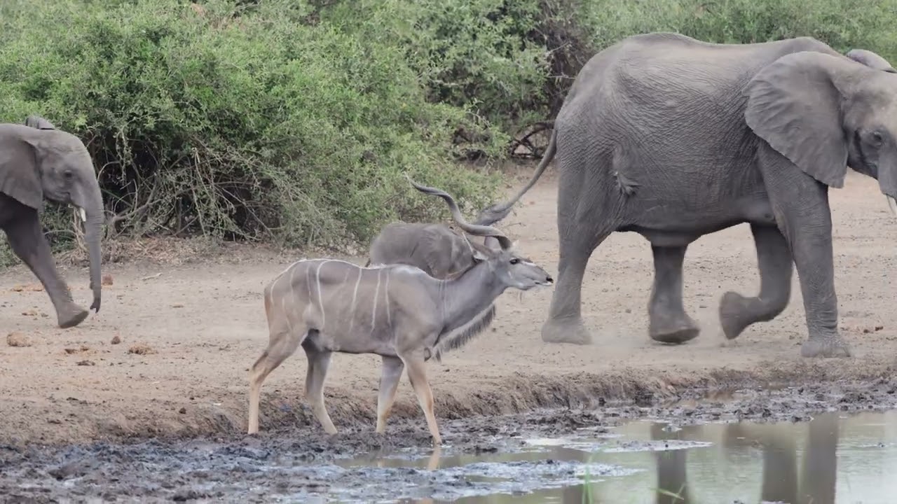 Elephant Valley Lodge
