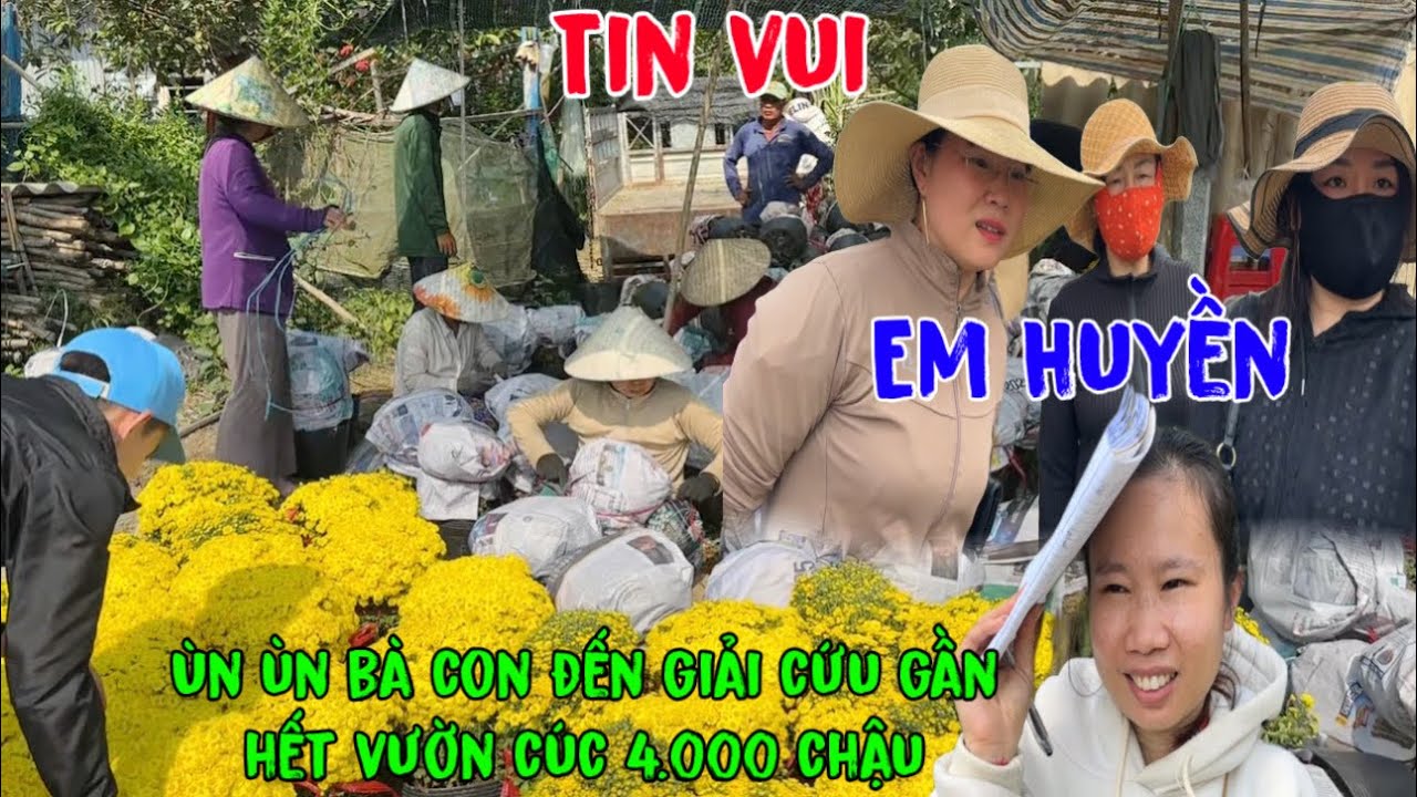 Tin vui Ùn ùn bà con đến vườn cúc mâm xôi em Huyền giải cứu gần hết rồi bà con ơi.