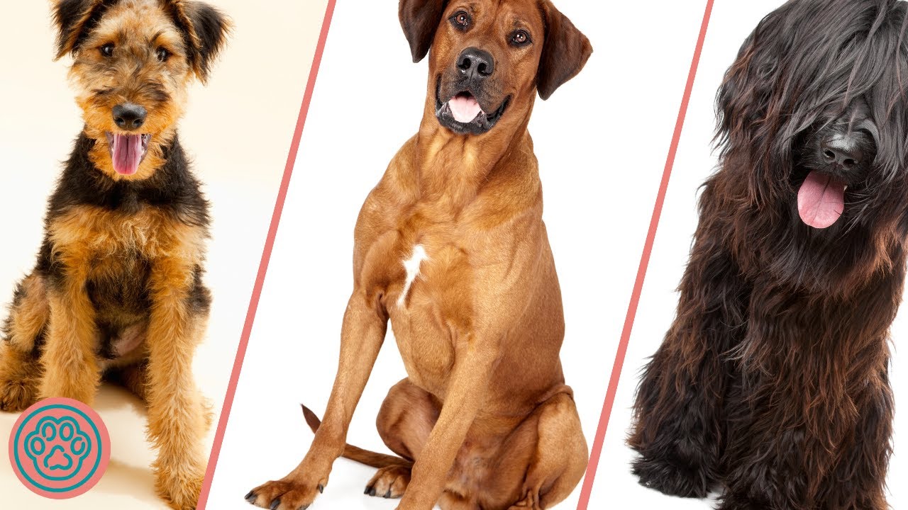 Top 10 Guard Dog Breeds That Don’t Shed