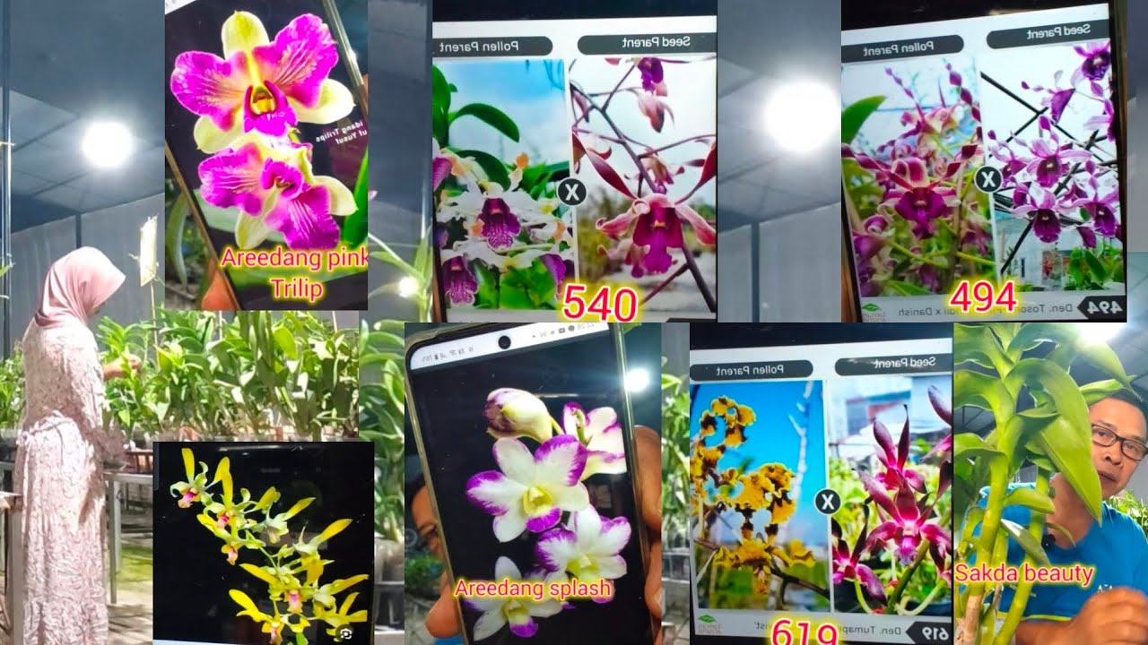 Mix anggrek bulat vs kriting plant istimewa