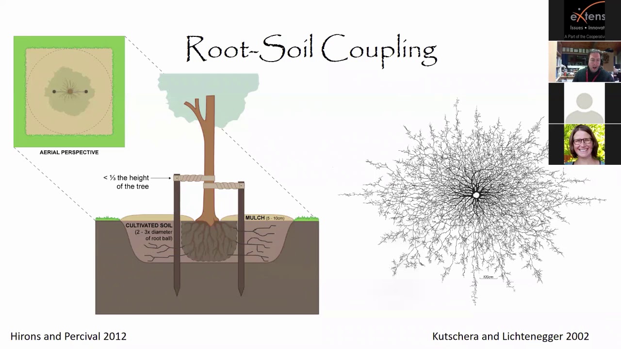 Drought Tolerance in Trees- Improving Tree Selection for Challenging Urban Sites