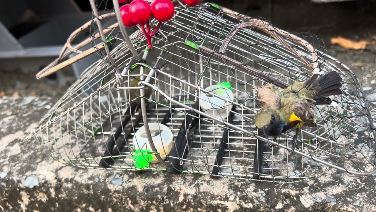 Hôm nay về Cao Lãnh Đồng Tháp,bẫy gặp chim hây ko nha a,e ơi 