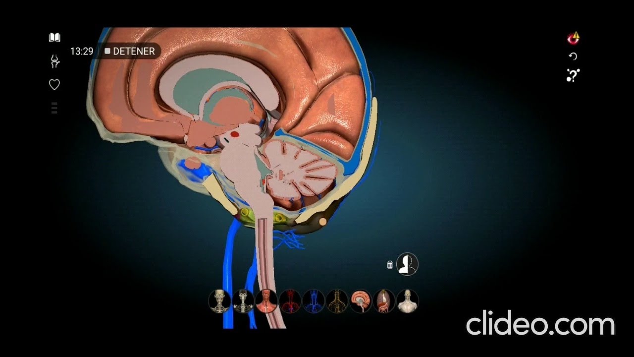 3D Anatomía | Hueso Occipital (caras, bordes, angulos, nervios, arterias, venas, articulaciones)