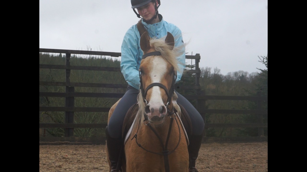 Dottie (breaking) - Ballyrue Equestrian