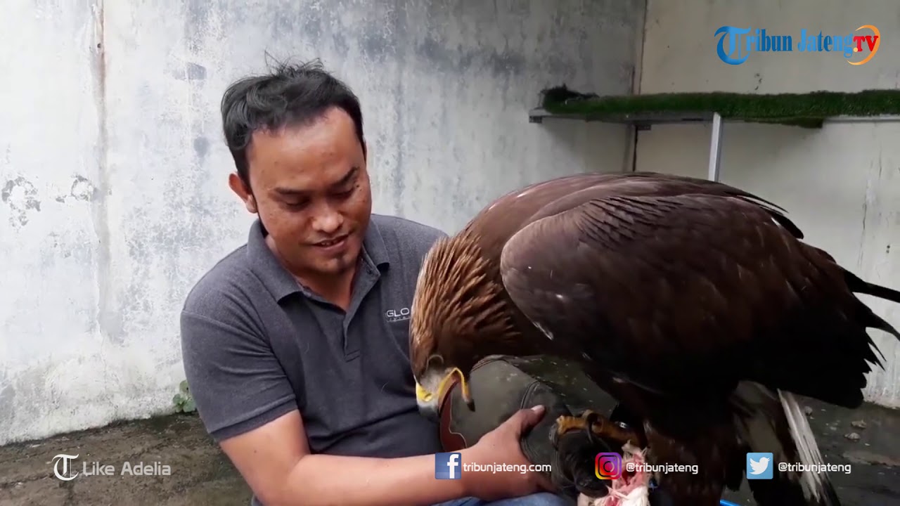 Elang Golden Eagle Seharga 300 Juta yang Berasal dari Republik Ceko