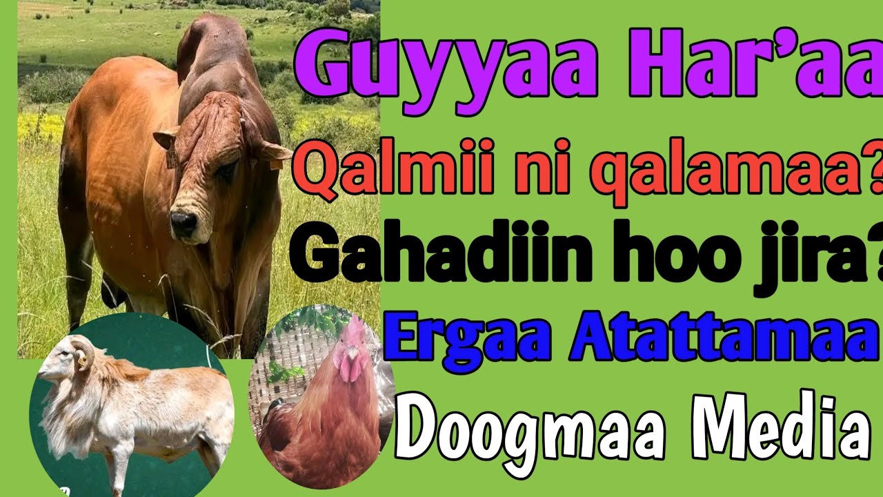 Guyya Har'aa Qalmii ni Galamaa? Gahadii hoo qaba moo hin qabu?