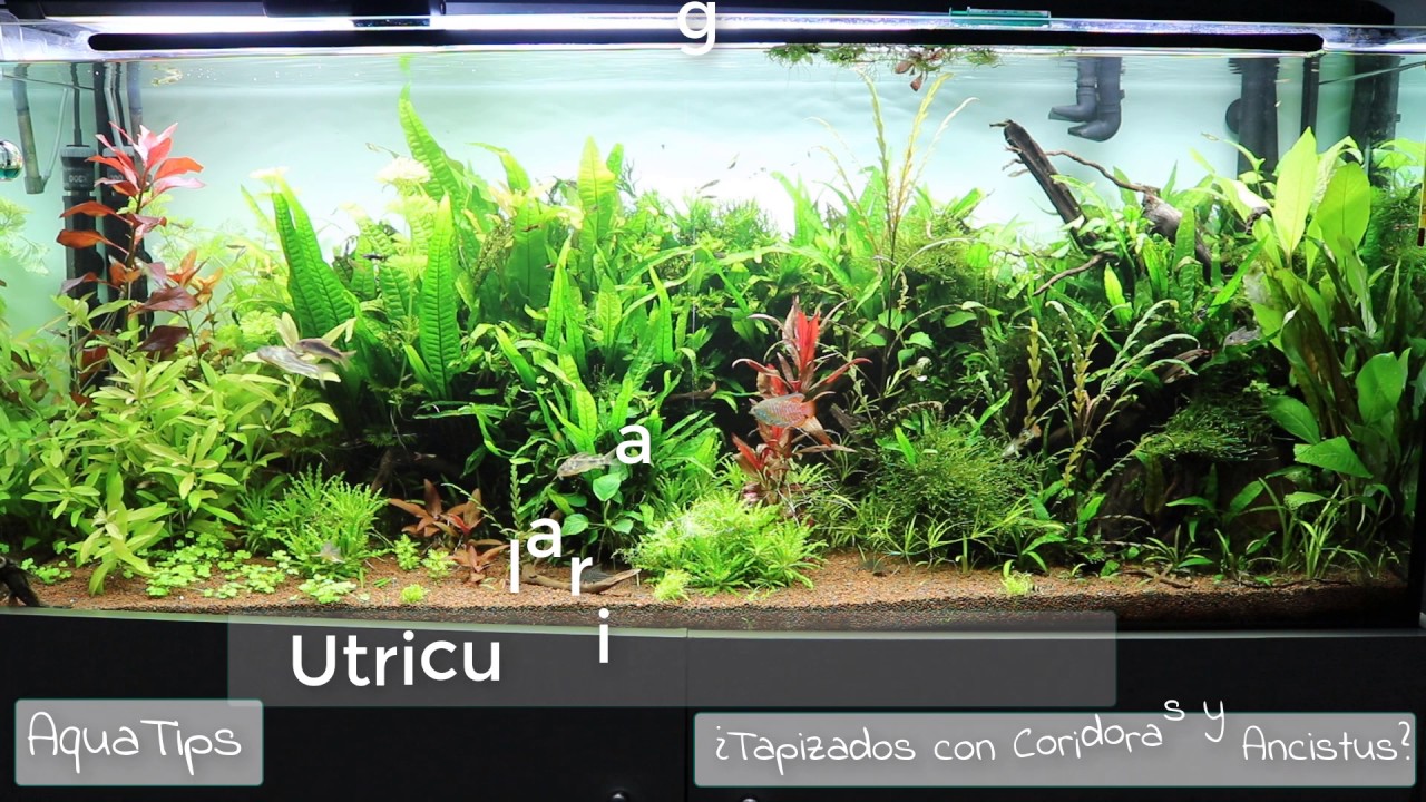 Coridoras, Ancistrus y Acuarios Plantados Tapizados || AquaTips