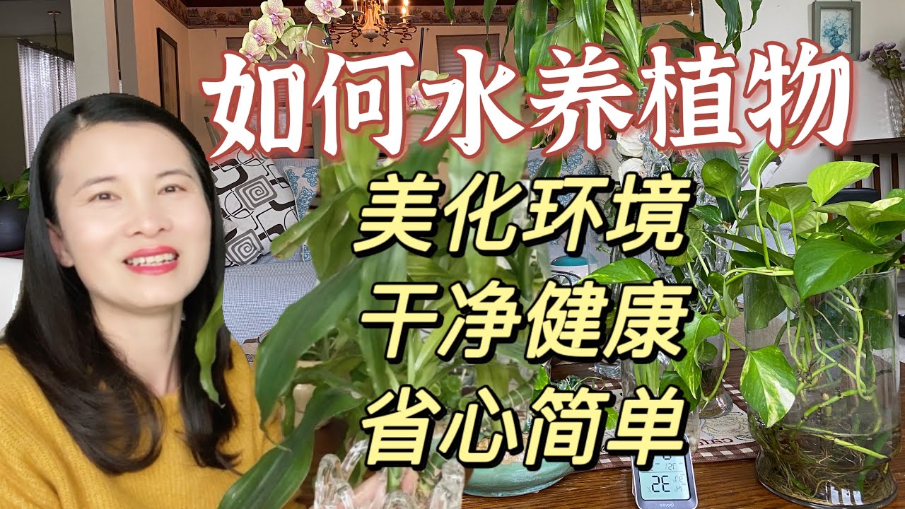 仅需一杯水，我水养什么植物存活八年不断发新芽？看能水养了的哪些类植物，一学即会，马上让家里美起来How only use water grow plants