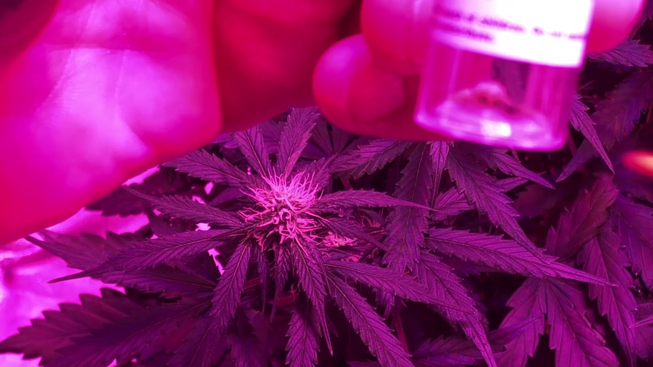 Cross Breeding Cannabis Part 1