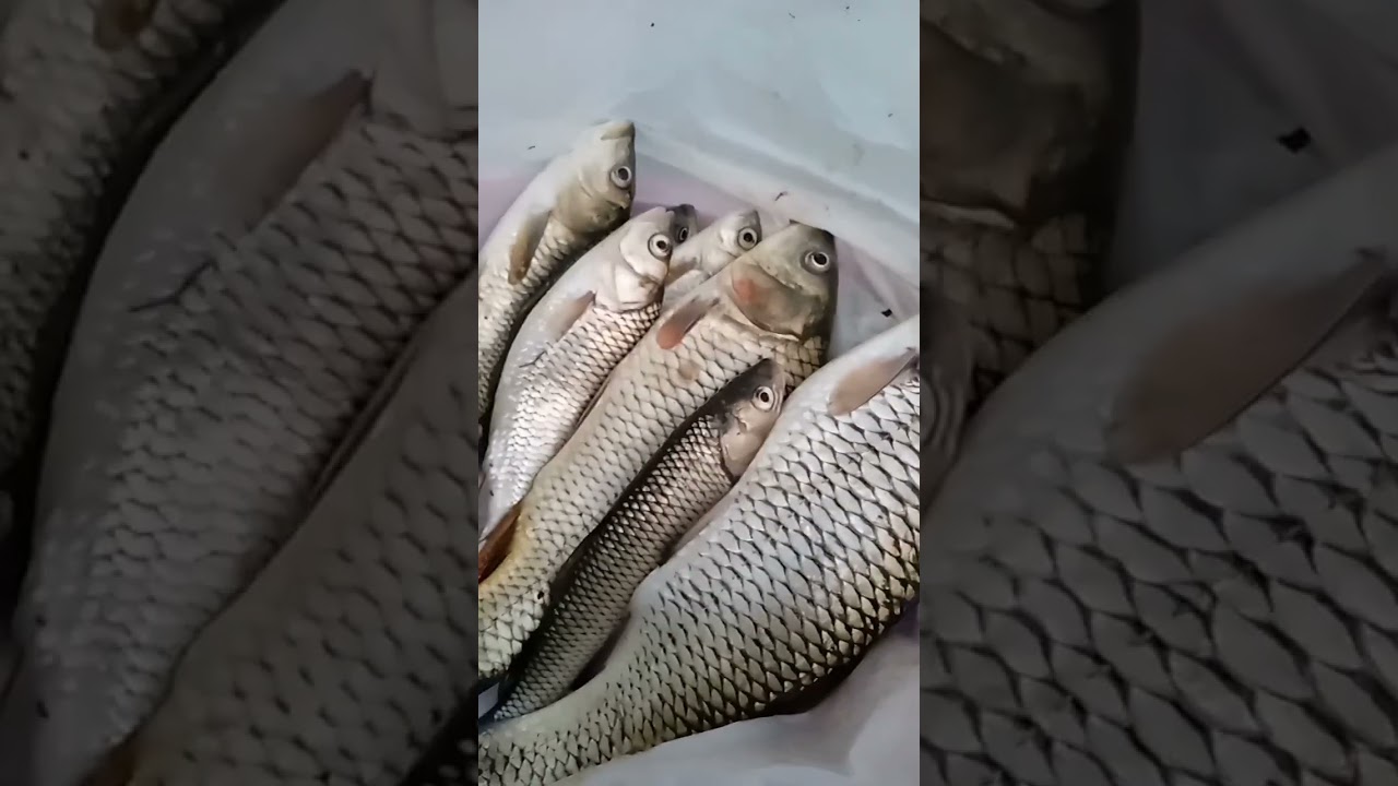 Super peshk 🐠🐠🐠🎣🎣🎣🎣