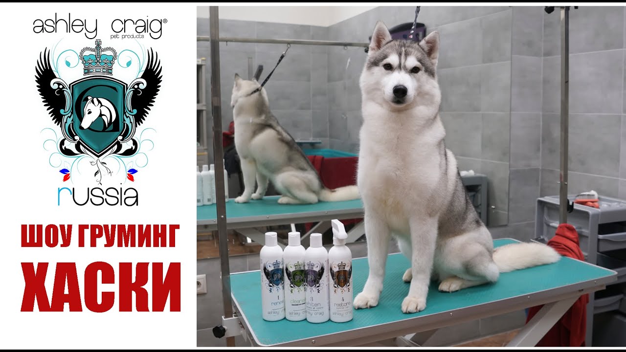 ШОУ-ГРУМИНГ ХАСКИ / Show Grooming of husky with #AshleyCraig