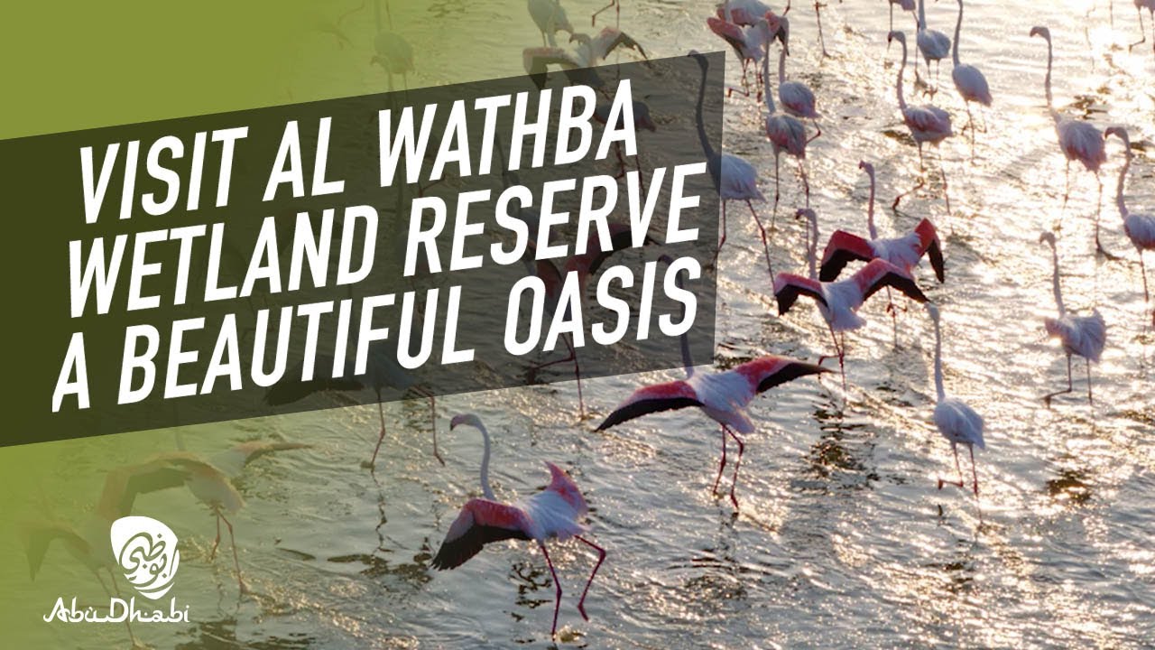 Al Wathba wetland reserve | Abu Dhabi nature | CNN travel