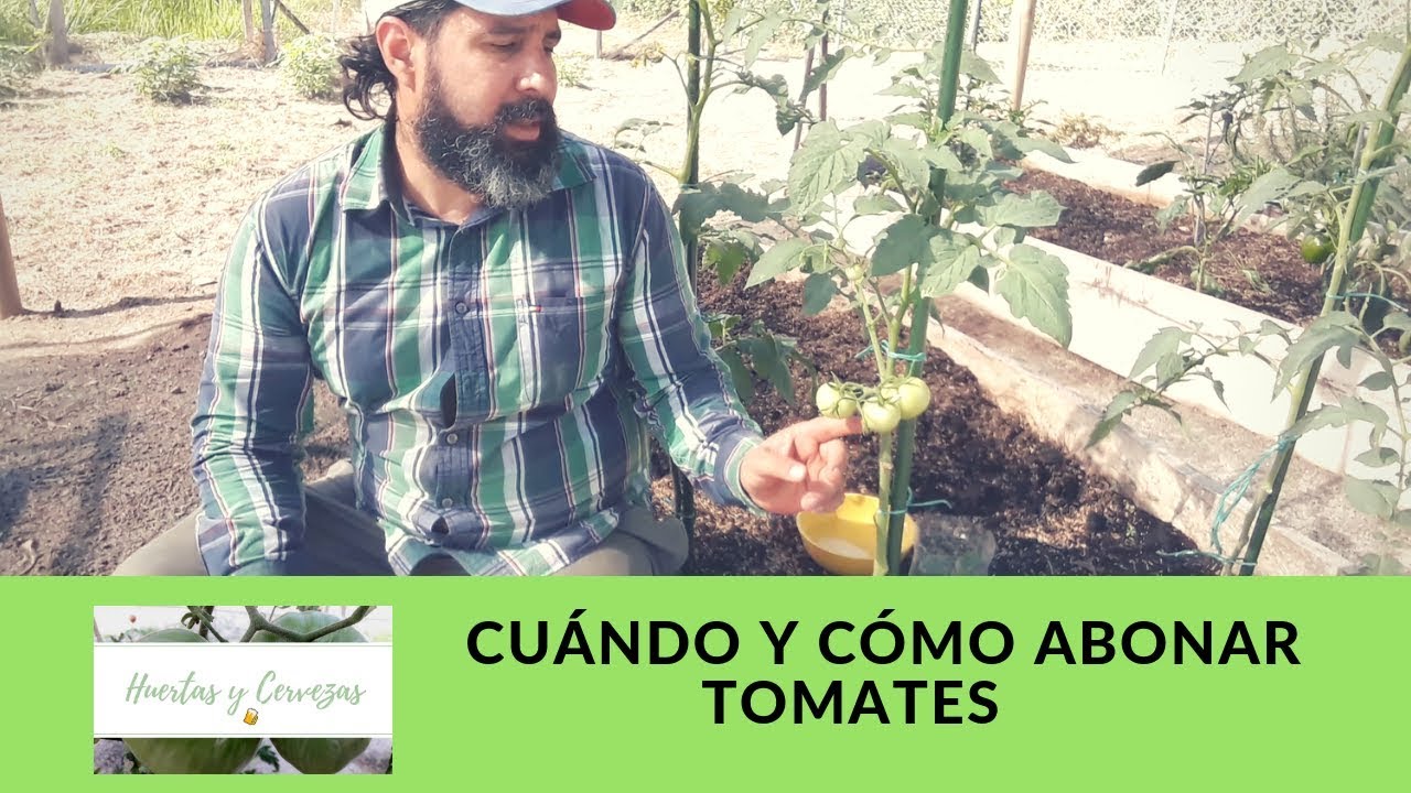 Cómo Abonar Plantas de Tomates || abono orgánico casero para plantas de tomate || Huertas y Cerveza