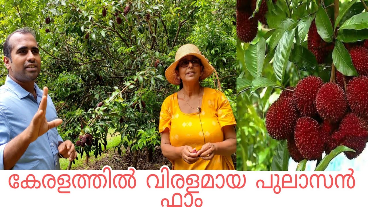കേരളത്തിൽ വിരളമായ പുലാസൻ ഫാം/pulasan tree/dr unnikrishnan