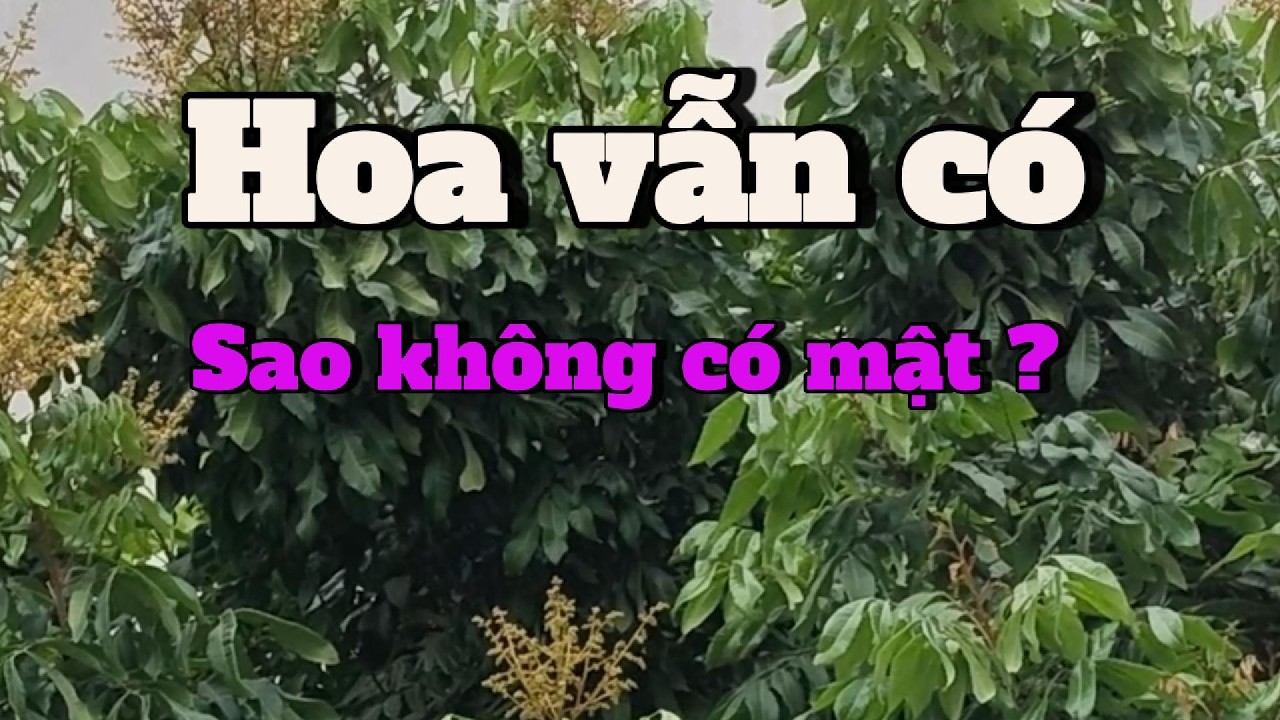 Hoa vẫn có nhưng vì sao nhiều trại ong vẫn không quay được mật?