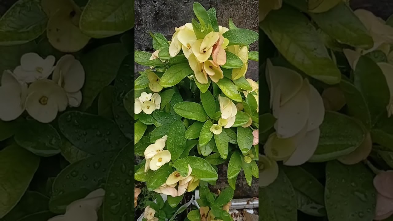Vườn chú Lộc