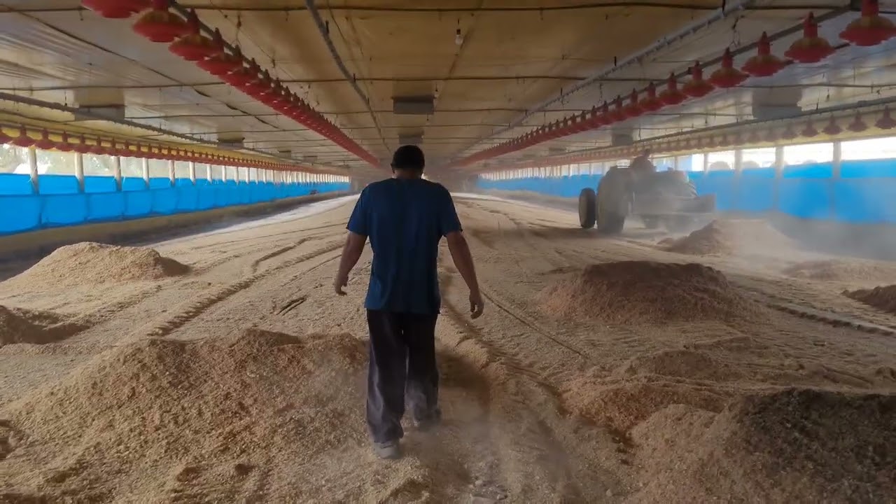 PREPARANDO AS AVIÁRIOS PARA CHEGADA DOS FRANGOS 🐔