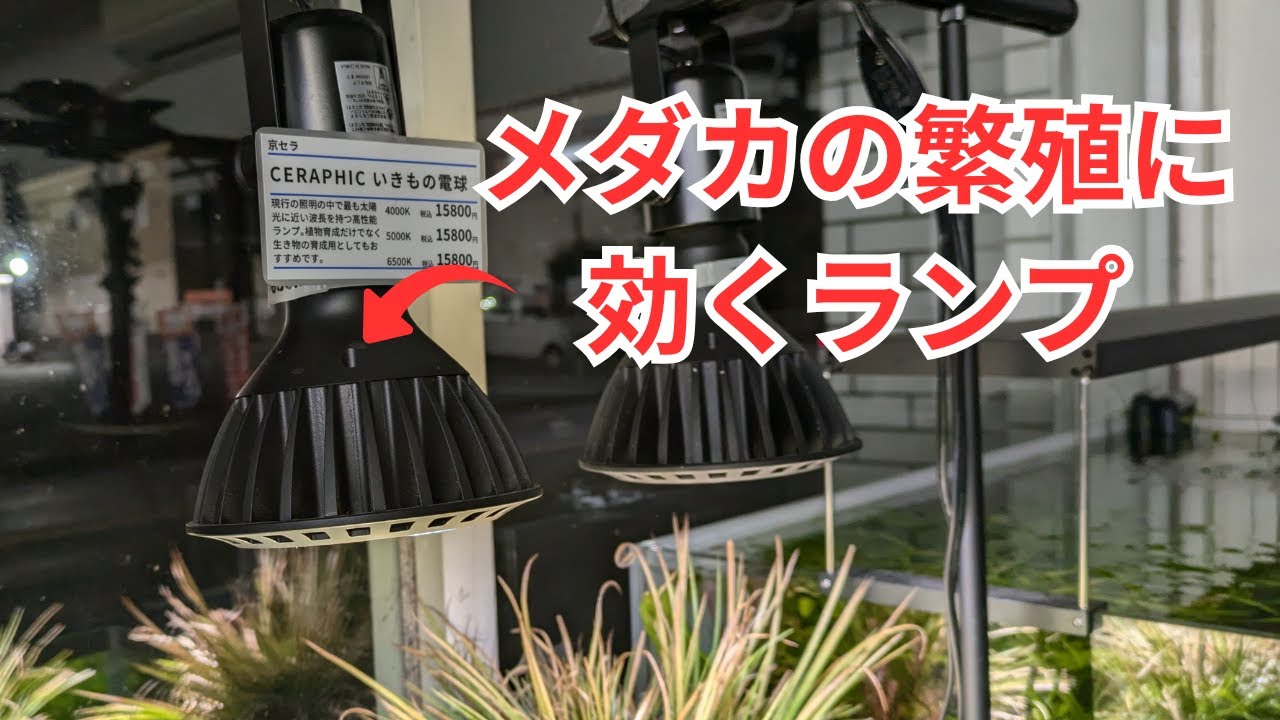 いきもの電球はメダカの室内繁殖におすすめ！