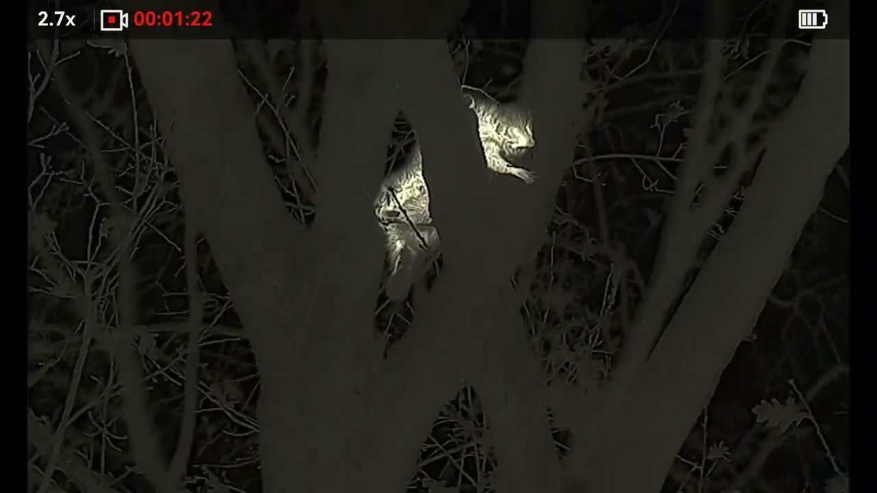 Polowanie na szopy TOP - 10 - Raccoon hunting TOP - 10 - 69/2025