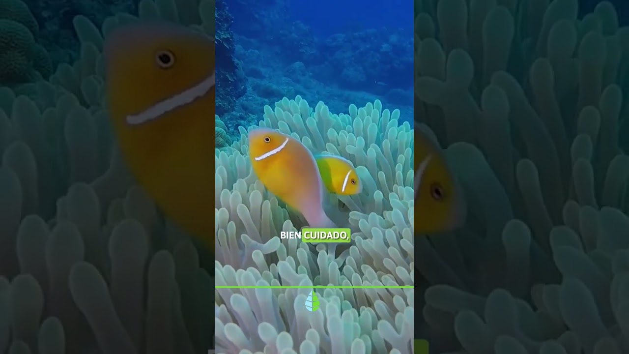 5 CURIOSIDADES del PEZ PAYASO 🐠💙