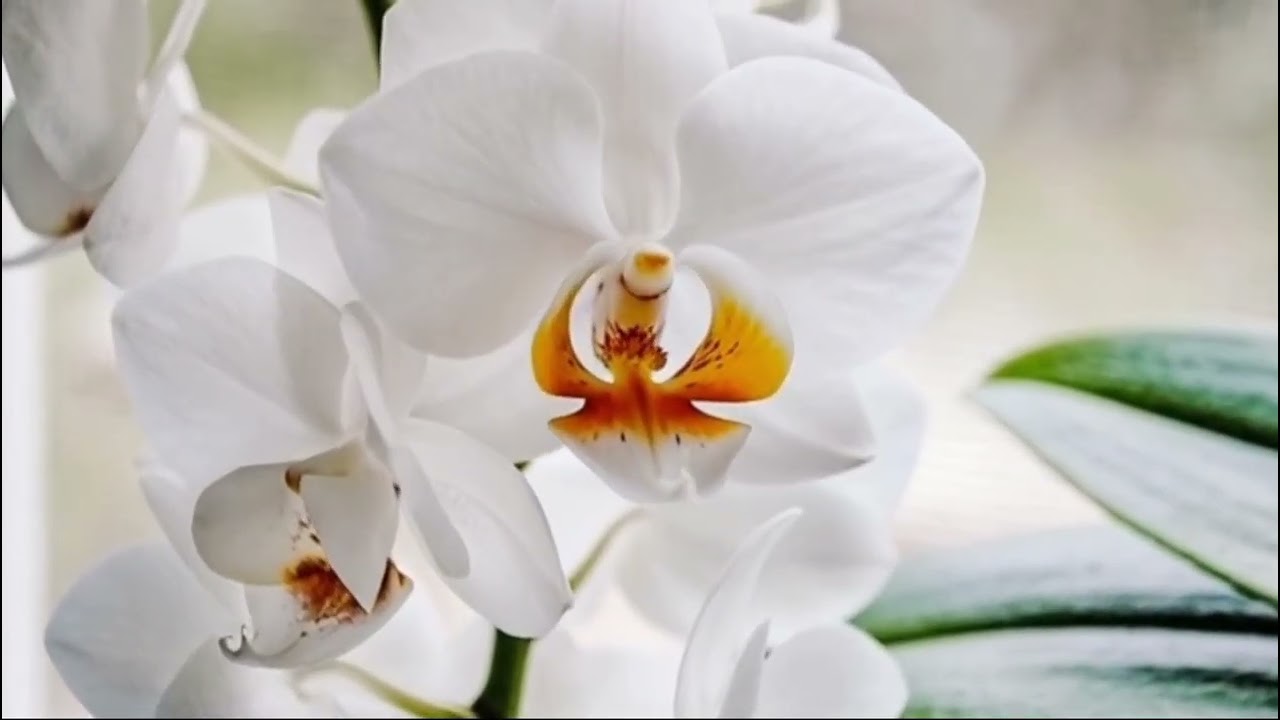 Orquídea Phalaenopsis Sogo Yukidian.