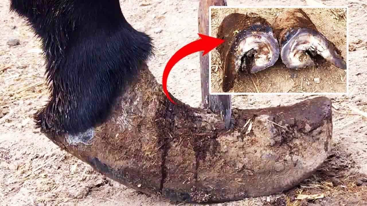 The Lame Donkey The Master Cuts Off The Broken Hoof Piece By Piece丨ASMR
