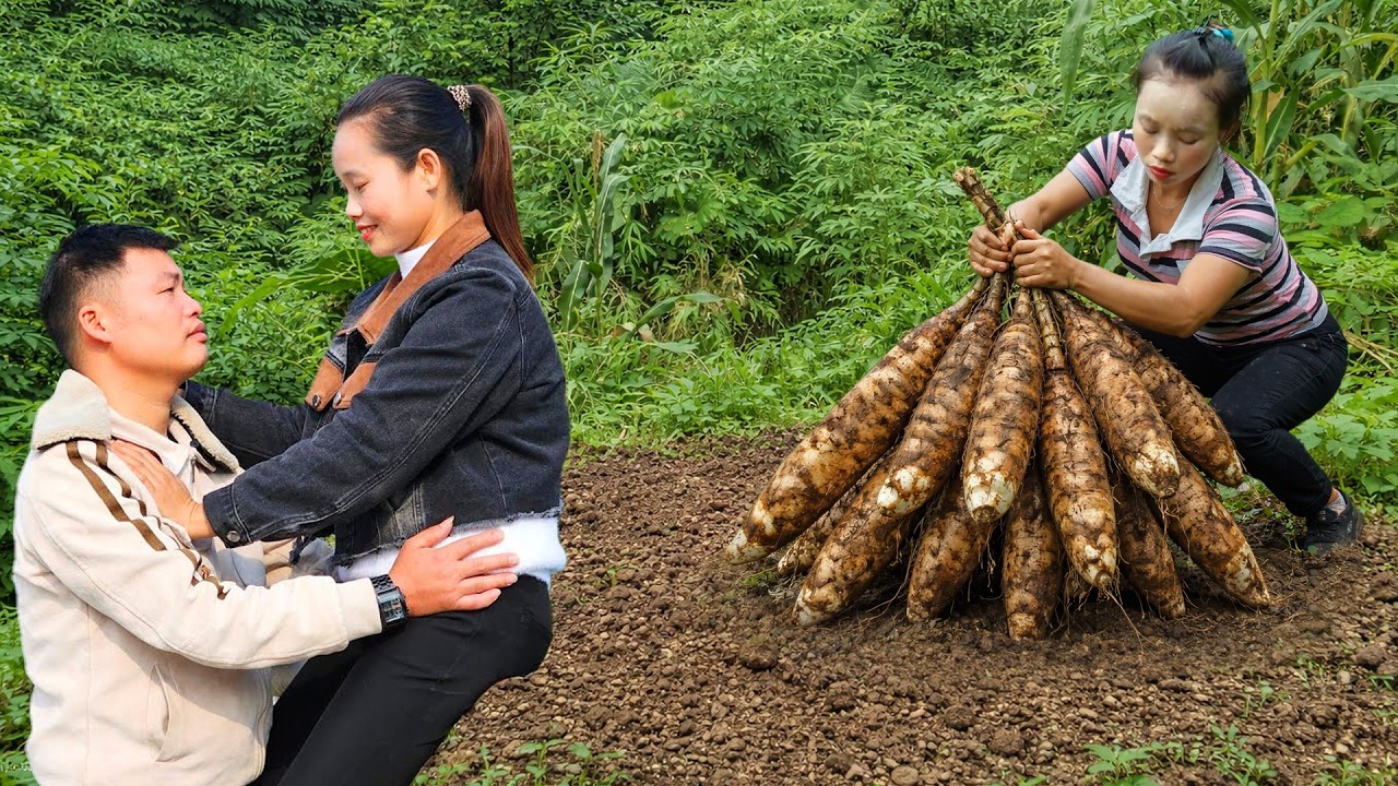 Harvesting Cassava Roots to Feed Pigs | Simple Farm Life & Daily Routine