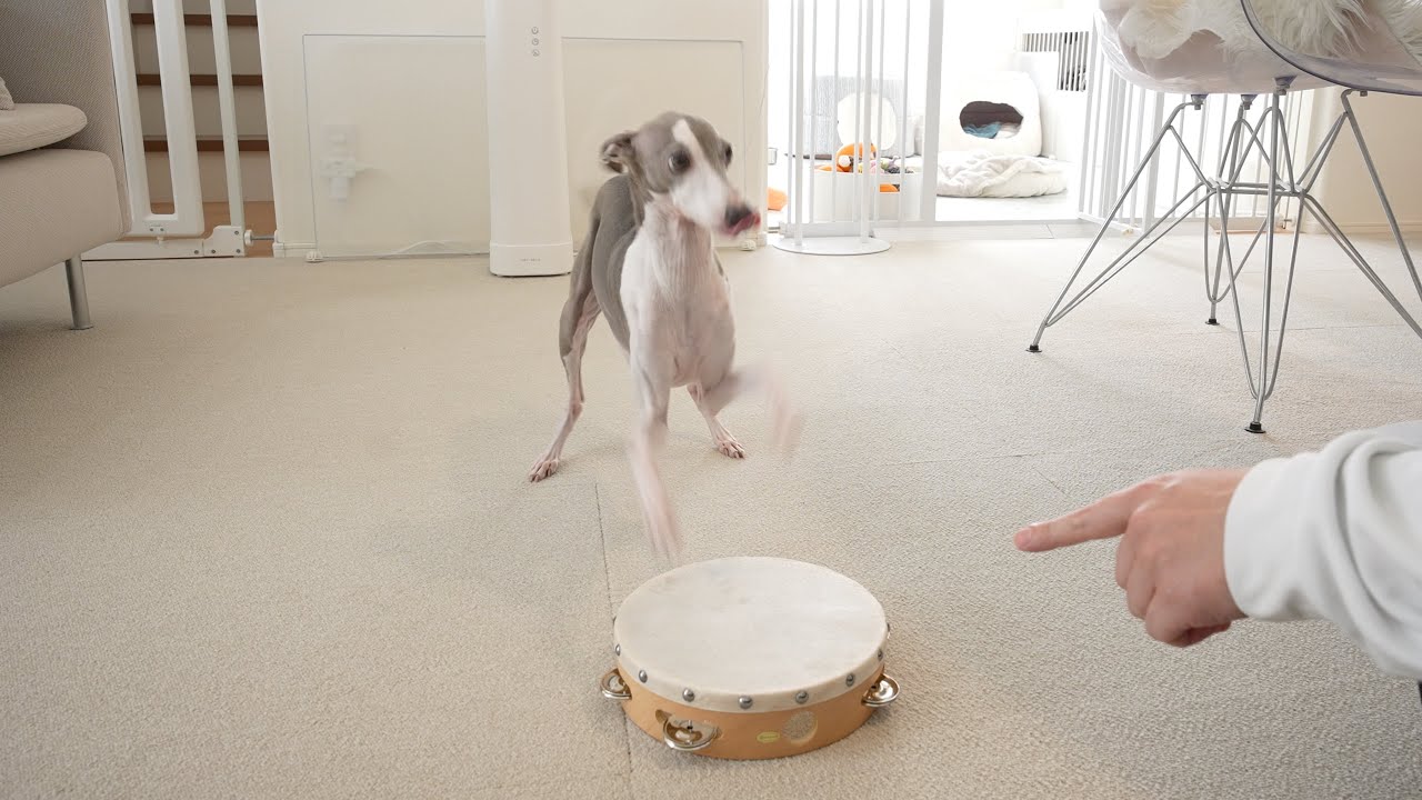 足バタ犬の足元にタンバリン置いたらYOSHIKI級ドラマー爆誕したwwwww