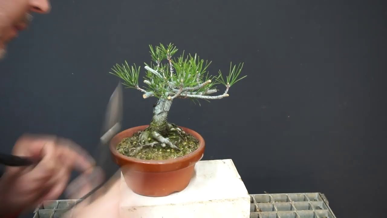 poda de ramas de sacrificio // pino thumbergi