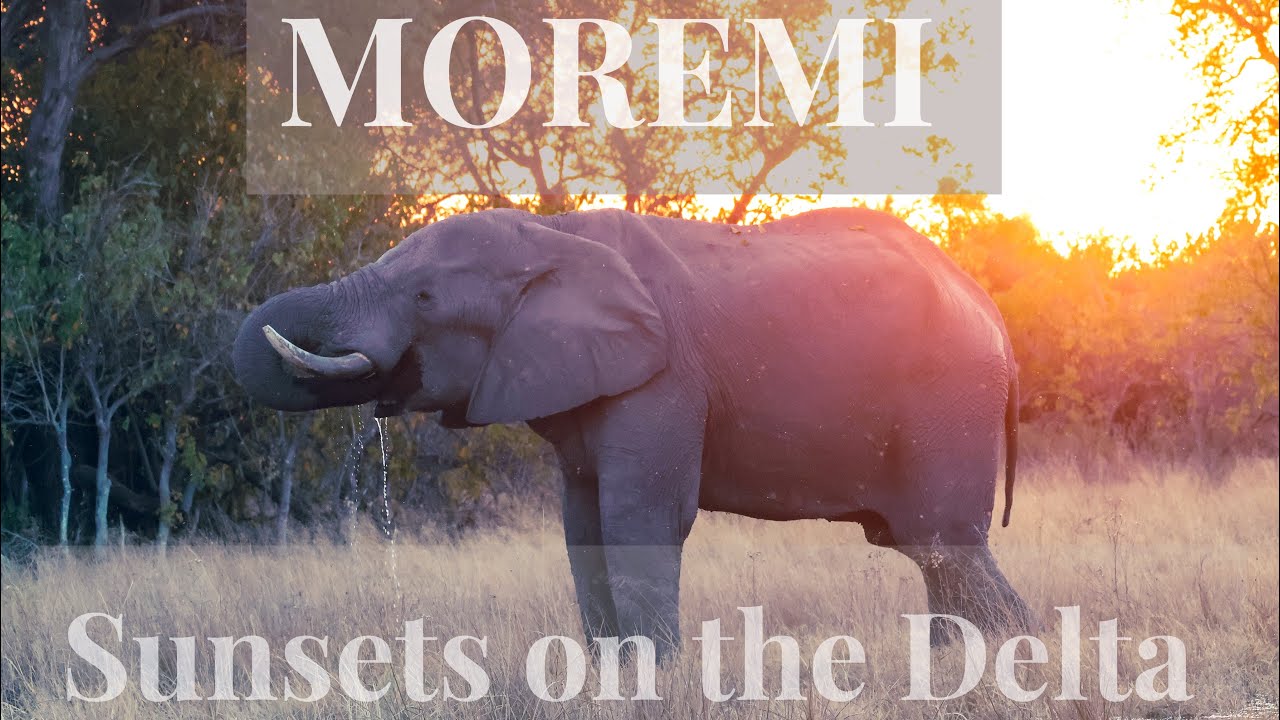 OVERLANDING IN MOREMI || SUNSETS ON THE DELTA 