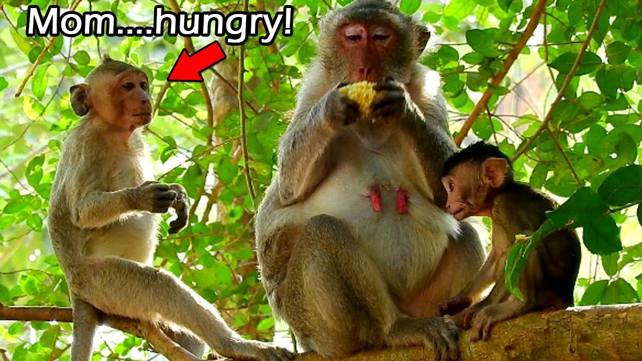 Janet Hungry.......! Janet tried to request mom share some food and Janet try make excuse near mom
