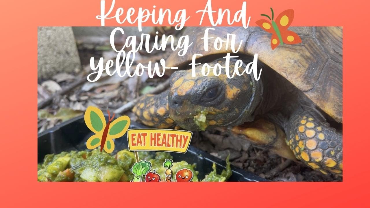 Keeping And Caring For Yellow- Footed Tortoises 🌳🌧💦🪵🌺🐢🌿