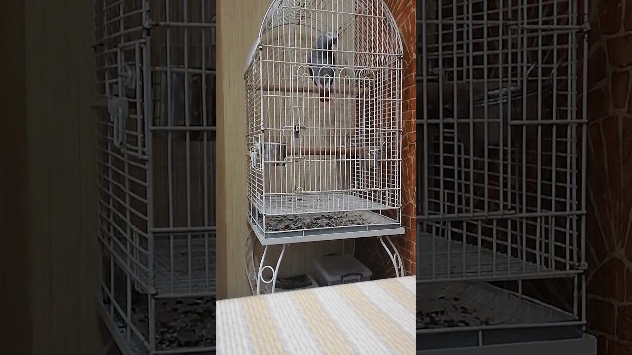 african grey parrot, попугай Жако говорит, tutuquşu Jako danisir, konusan papagan Jako,  говорун