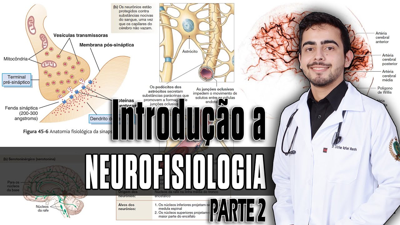 Fisiologia - Organização do SNC, Sinapses e Neurotransmissores (Capítulo 46/45) PARTE 2 │ GUYTON