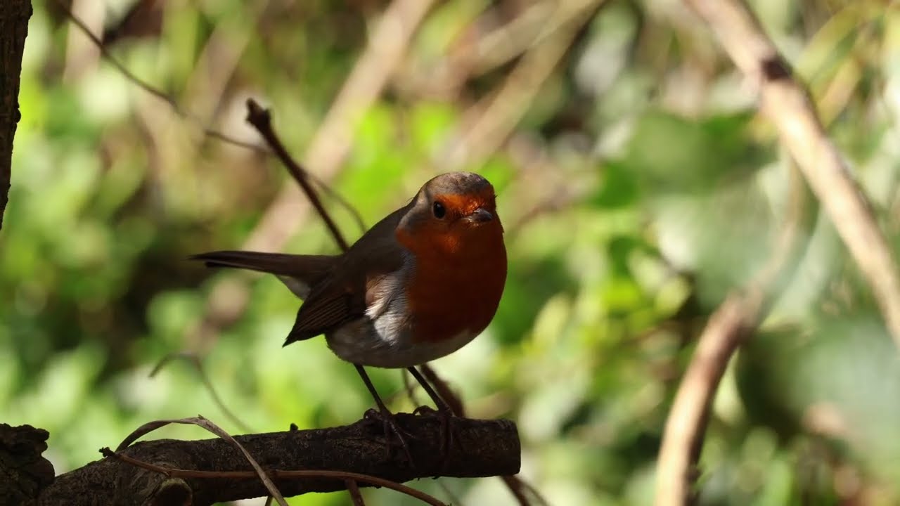 Robin 020326 am