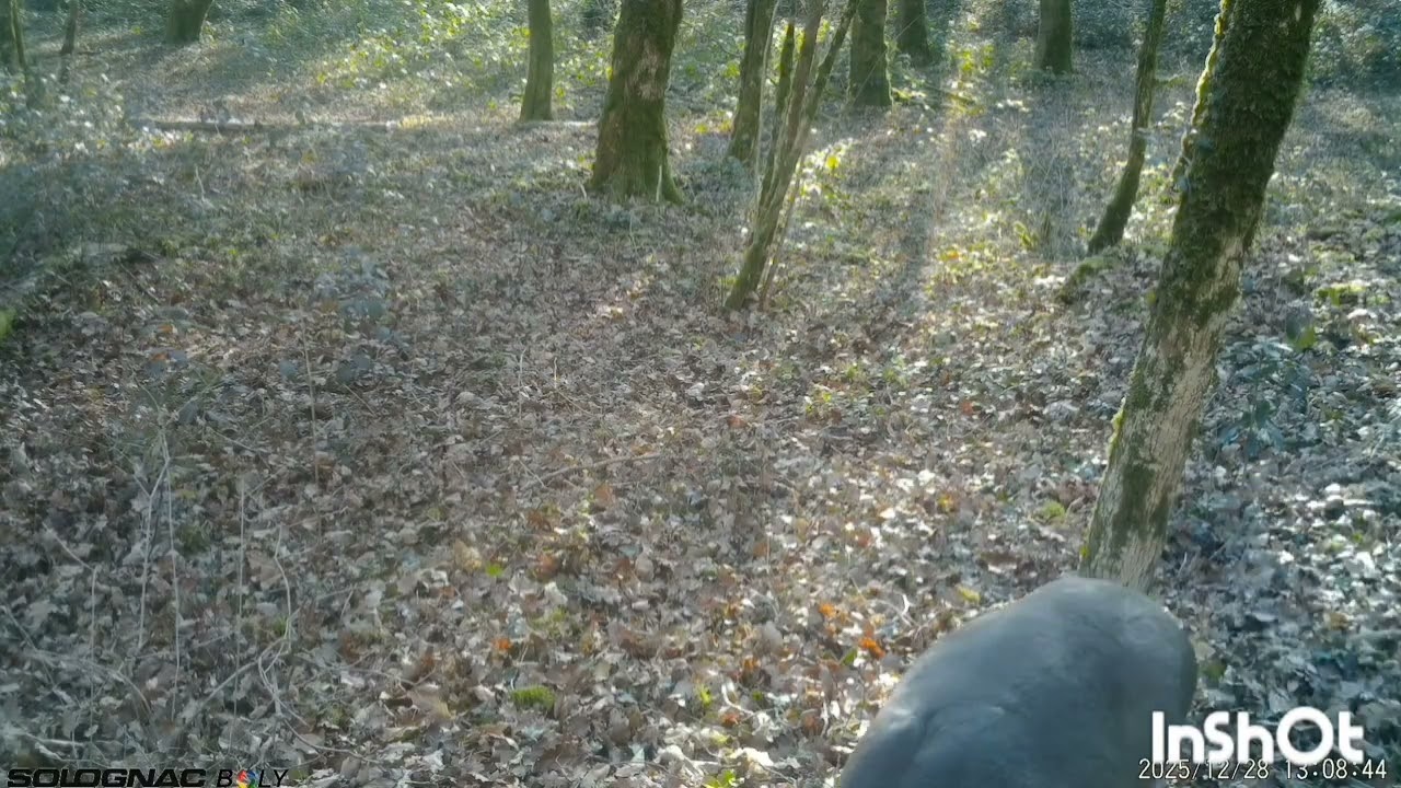 724 - martres, chiens de chasse, brocard, chevreuil, renard, buse, lièvre forestier